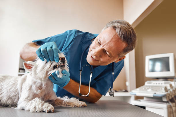 Best Emergency Treatment for Dental Infections or Abscesses in Mirrormont, WA